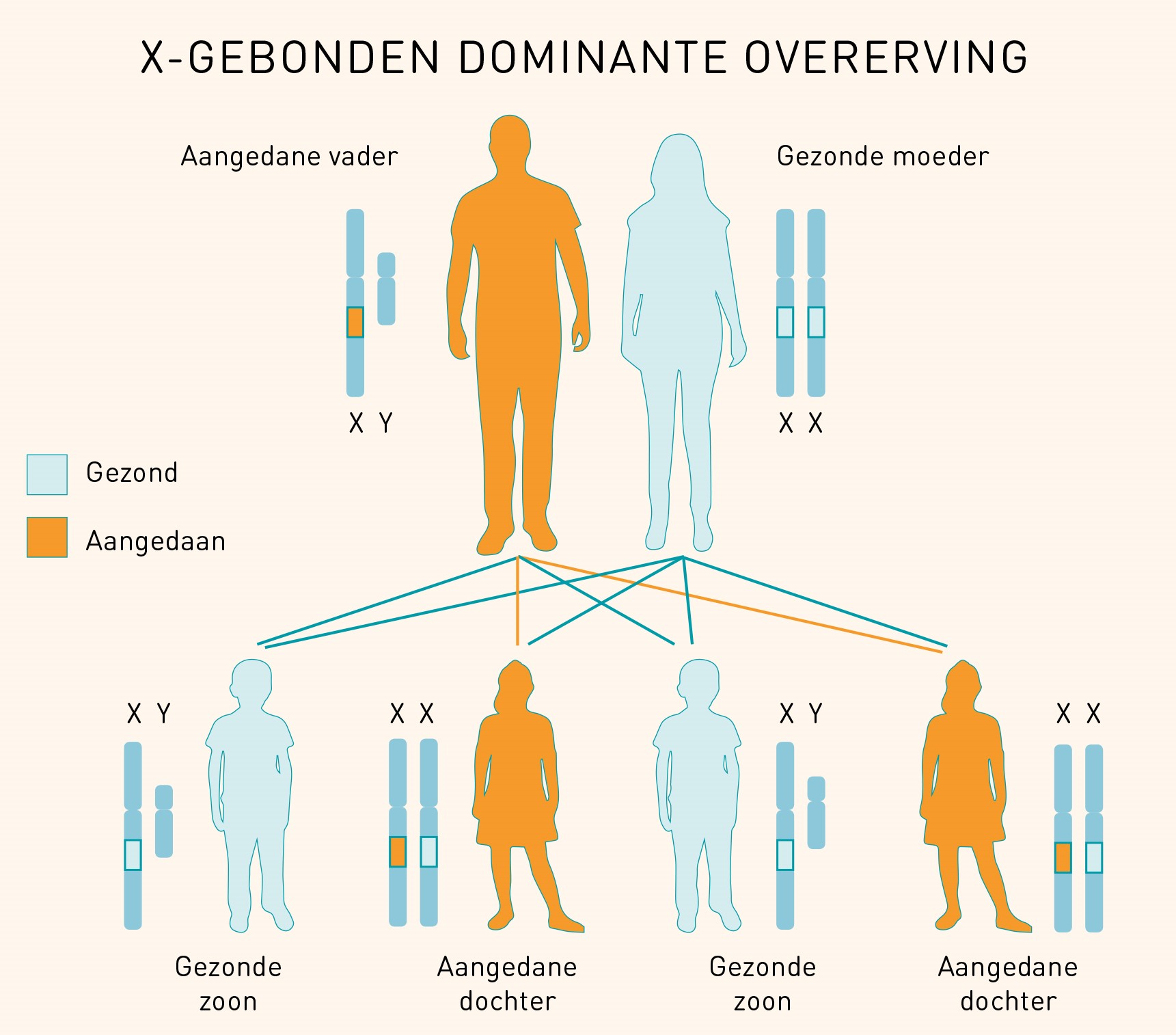 Ondersteunende Afbeeldingen | Arts En Genetica